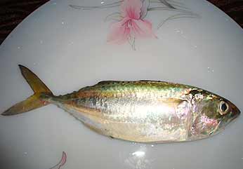 Frozen Mackerel Fish, For Cooking, Food, Packaging Type : Vacuum Bag