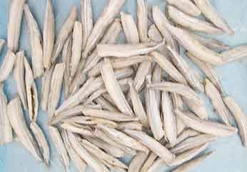 Frozen Needlefish, Packaging Type : Thermocol Box