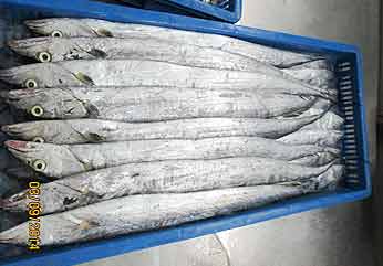 Frozen Ribbon Fish, For Cooking, Food, Making Oil, Feature : Good For Health, Non Harmful, Protein