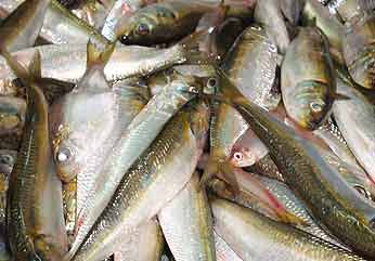 Frozen Whole Sardine Fish, For Cooking, Food, Packaging Type : Thermocole Box