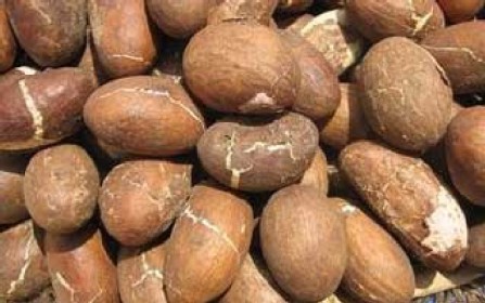 Bitter Kola Nuts, Moisture : 12%