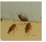 Cockroach Control Services