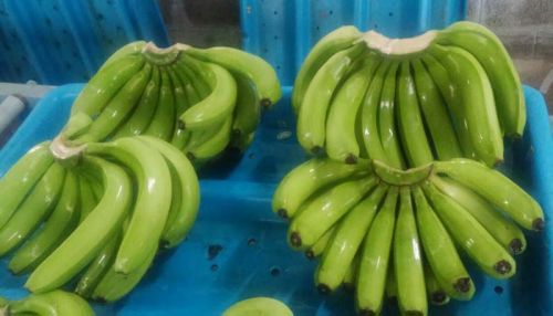 Common Fresh Bananas, Variety : Cavendhish