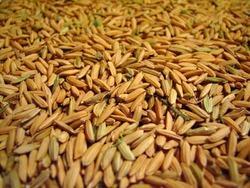 Paddy Seeds