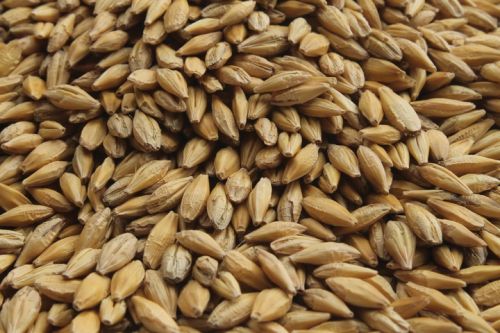 Barley, Warranty : 12 months