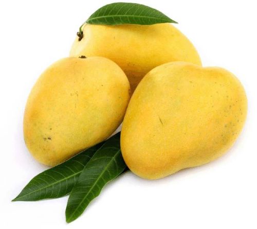 Organic Fresh Mango, Variety : Alphonso, Dried, Kesar, Raw