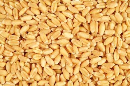 Wheat seeds, Cultivation Type : Natural