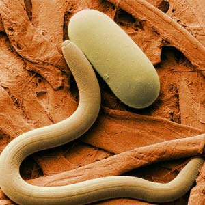 Parasite Protection Health Patch