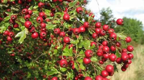 Hawthorn Berry