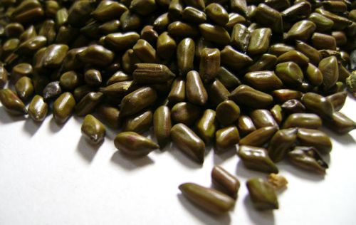 Cassia Tora Seeds