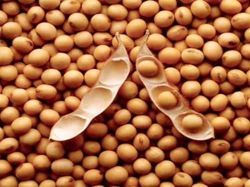 Soybean Seeds