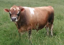 Jersey Bull