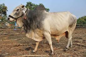 Tharparkar Bull