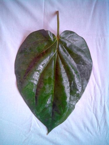 Fresh Maghai Paan Leaves