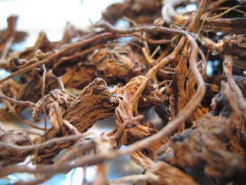 Coleus Dry Roots