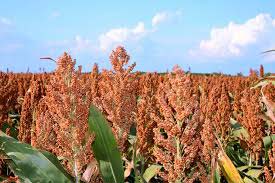Common Sorghum Seeds, Style : Dried, Fresh