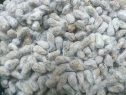 Naden Cotton Seeds, For Oil Planting, Packaging Type : 25 OR 50 Kg Bags