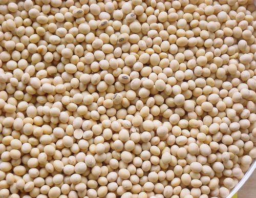 Non GMO Soybean Seeds, Style : Dry