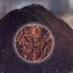 Vermicompost fertilizer, Moisture : 10-20%