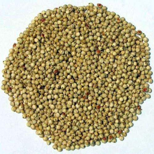 Sorghum Seeds