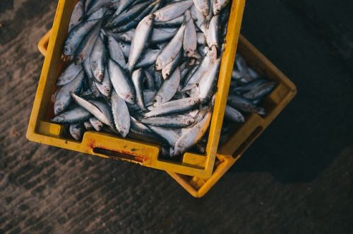 Fresh Seafood, Packaging Type : Raw