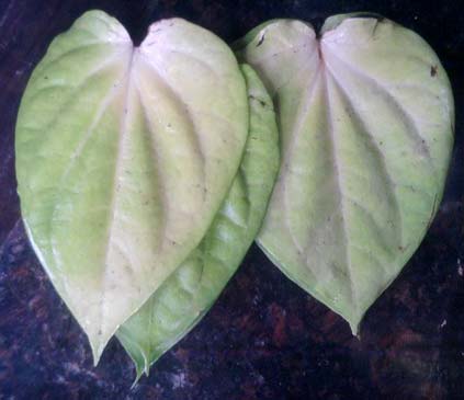 Mogai Betel Leaves