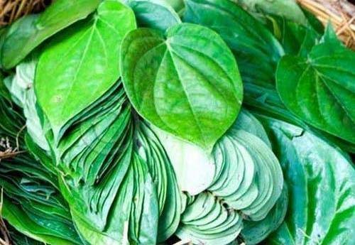 Organic Betel Leaves