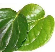 Piper Betel Leaves