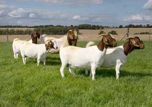 Boer Goats