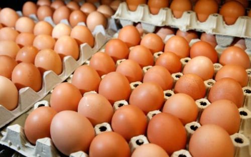 Poultry Eggs, Packaging Type : Paper Trays