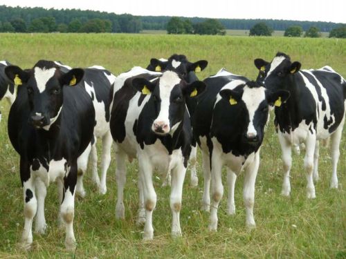 Holstein Heifers Cattle