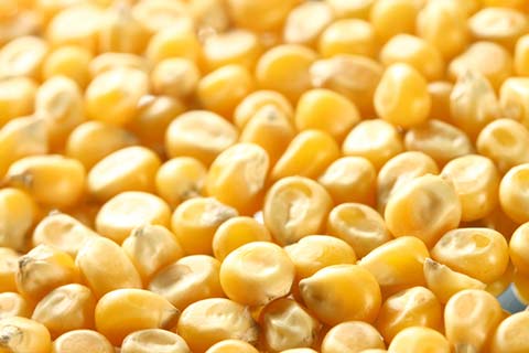 Yellow corn maize, Grade : premium for feed