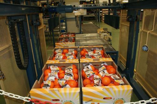 Sweet Fresh Navel Orange