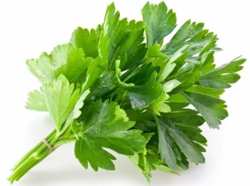 Fresh Coriander