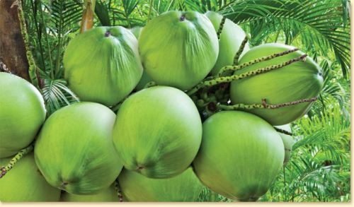 Soft Organic Green Coconut, For Cosmetics, Medicines, Pooja, Form : Solid