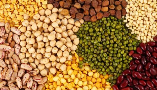 Organic Indian Pulses, For Cooking, Specialities : Easy To Cook, Healthy To Eat, Highly Hygienic, Nutritious