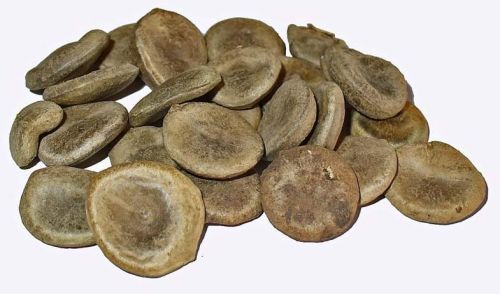Strychnos Nux Vomica Seeds