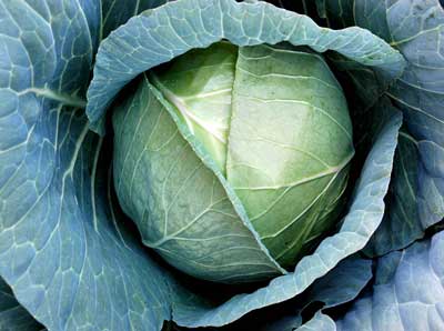 Cabbage