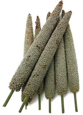 Hybrid Pearl Millet