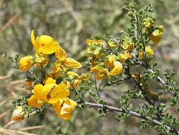 Senna Flower, Form : Leaves