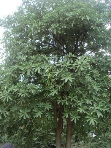 Alstonia Scholaris Plant