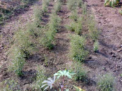 Andrographis Paniculata