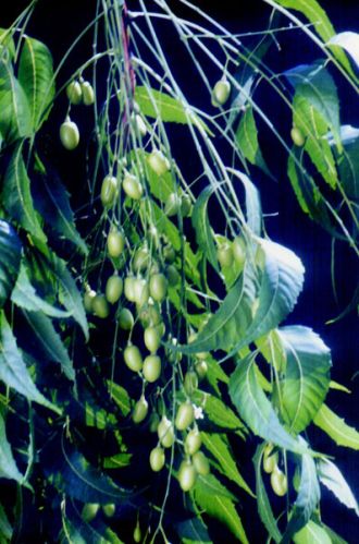 Organic Azadirachta Indica