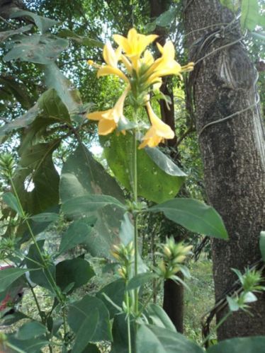 Barleria Prionitis