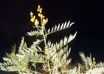 Cassia Angustifolia