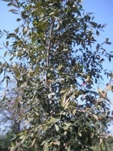 Cassia Fistula Plant