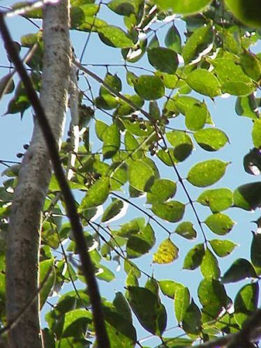 Commiphora Mukul