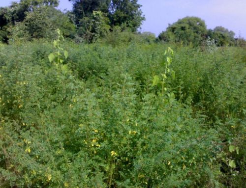 Indigofera Tinctoria