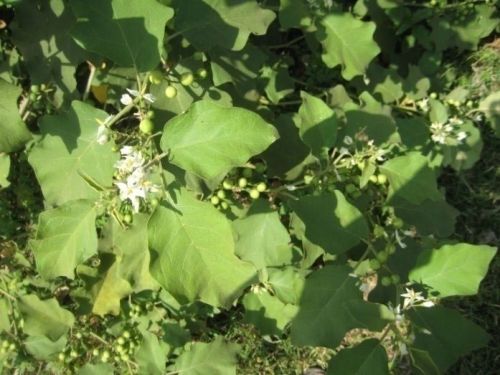 Solanum Melongena, Packaging Type : Polymr Bag