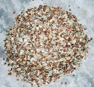 Seashell Operculums Grits, For Jewelry, Color : Black, White, Brown